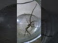 Spider In A Jar 🕷️#shorts #spider #arachnid