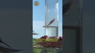 Udang Mantis Penombak | Fakta Unik Hewan | Subscribe untuk video unik lainnya #shorts