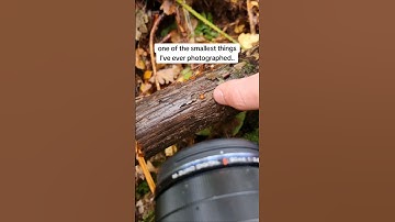 Extreme Macro Photography 📸