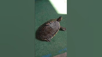 Indian roof turtle 🐢🐢 #shorts #turtle #tortoise #pets #animals