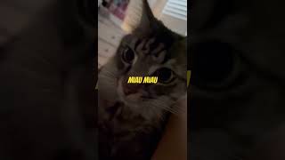 Miau Miau Cat