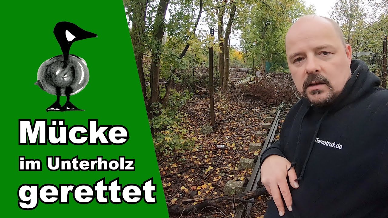 Mücke im Unterholz gerettet - Tiernotruf 