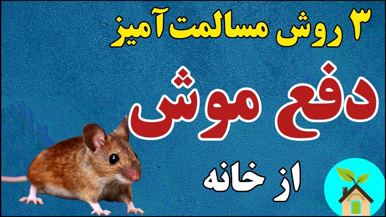 بجای کشتن، موش را فراری بده| ۳ ماده طبیعی دفع موش از خانه| این مواد طبیعی موش‌ رو از خانه فراری میده