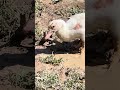 #musicapp #rooster #chickenbreeds