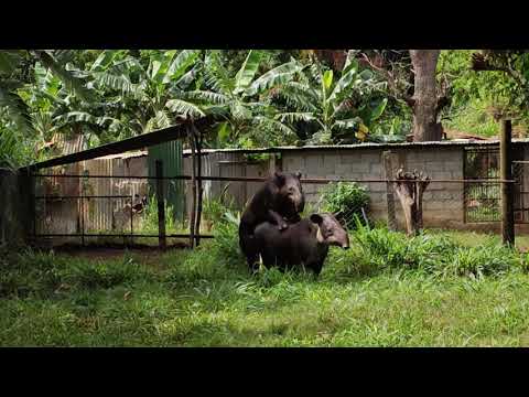 Vidéo: Où Se Trouvent Les Tapirs