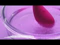 Lovense Lush 1 in Action - IMBesharam.com official distributor
