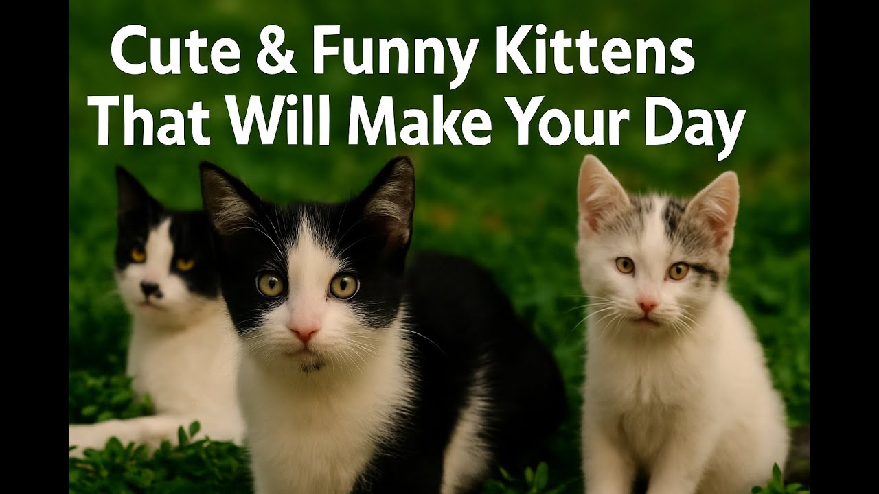 Cute & Funny Kittens That Will Make Your Day - YouTube
