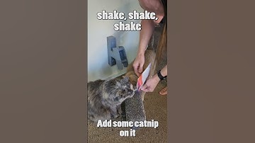 Help your cat use a cat scratcher #cat  #cats #catshorts #catvideo #shorts
