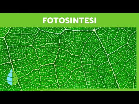 Video: Cos'è la fotosintesi e perché è importante?