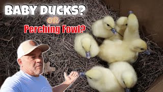 We Brought Home a New Farm Animal!  We Visit The Twins!