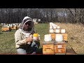 The #1 thing to do this spring as a  beekeeper