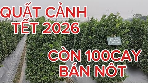 Quất cảnh tết 2026 quất lùm to lh0333778868 quất cảnh tết 2026 quất tháp quất thế #con100cay bán nôt