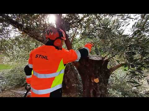 Poda (from the Netflix Series \"The Hunt for Veerappan\")