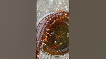 #shorts cho vua bò cạp vô hữu rượu là sông