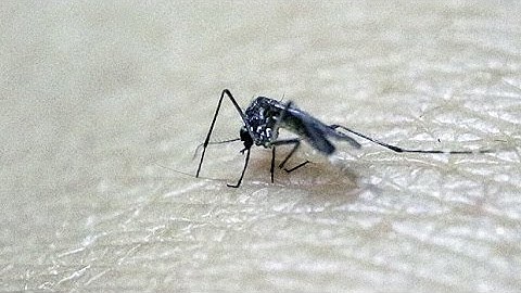 Stopping the spread of Zika virus