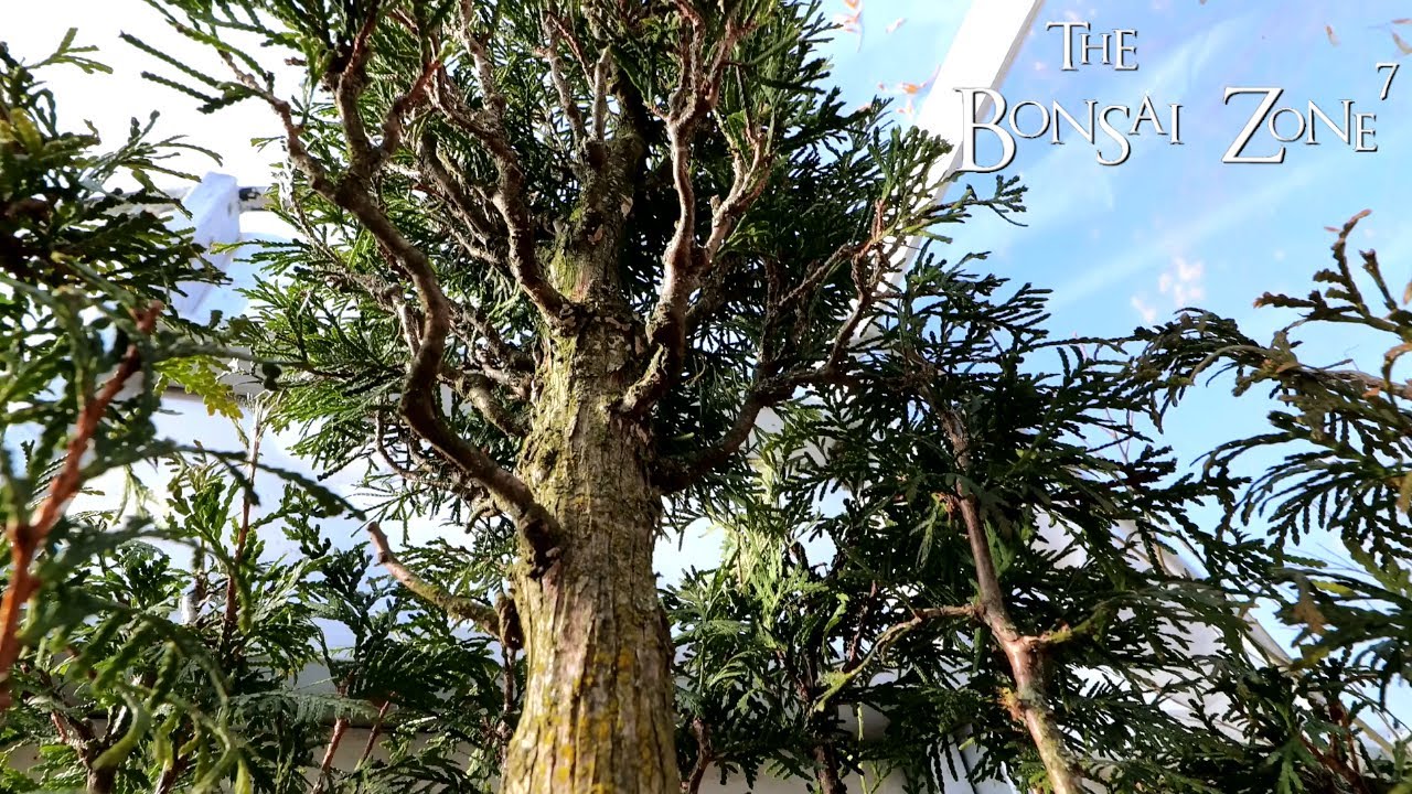 A Spring Clean Up of My Avatar Grove, Part 3, The Bonsai Zone, Mar 2020