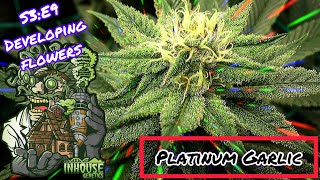 Seed to Harvest - In House Genetics