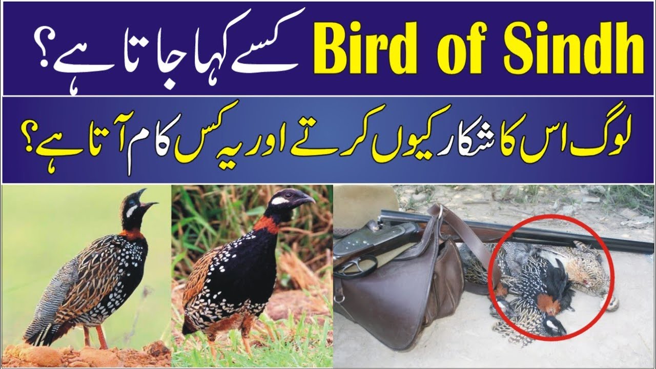 Bird of Sindh (Teetar) |Full Documentary & History In Urdu & Hindi |