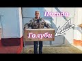 Погода голуби остатки