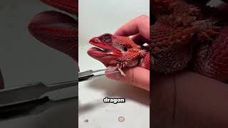 See What Happens When Old Skin Comes Off A Bearded Dragon