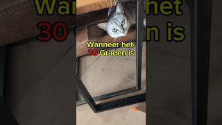 Download Lagu Wanneer het zo benauwd is #katten #kat MP3