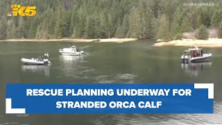 Rescue planning underway for stranded orca calf near Vancouver Island