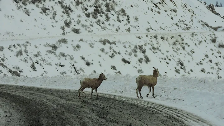 Sheep in Farwell Canyon 2018