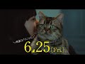 映画『夏への扉 -キミのいる未来へ-』スペシャル映像(猫のピート案内編)