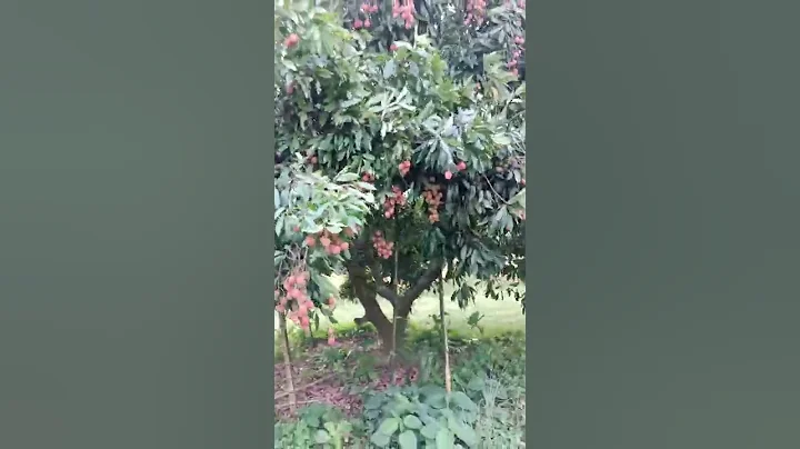 big litchi tree🍑🍑🍑 - DayDayNews