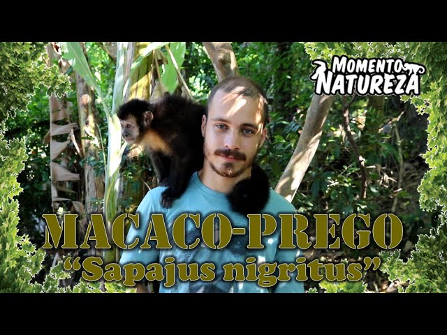 MACACO-PREGO SAPAJUS NIGRITUS – Rewild Brazil – The Brazilian