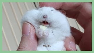 [ENG Sub] Nana, a hamster who shows her teeth lying down. (feat.Kkomang)