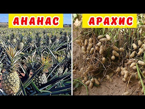 Video: Zašto Su Sušeni Ananas Korisni?