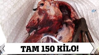 Sultanahmet Meydanı'nda İlginç Görüntü