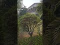 Village Nature Greenery #viralvideo #dailyvlog #trendingnow #reelsvideo #ytshorts