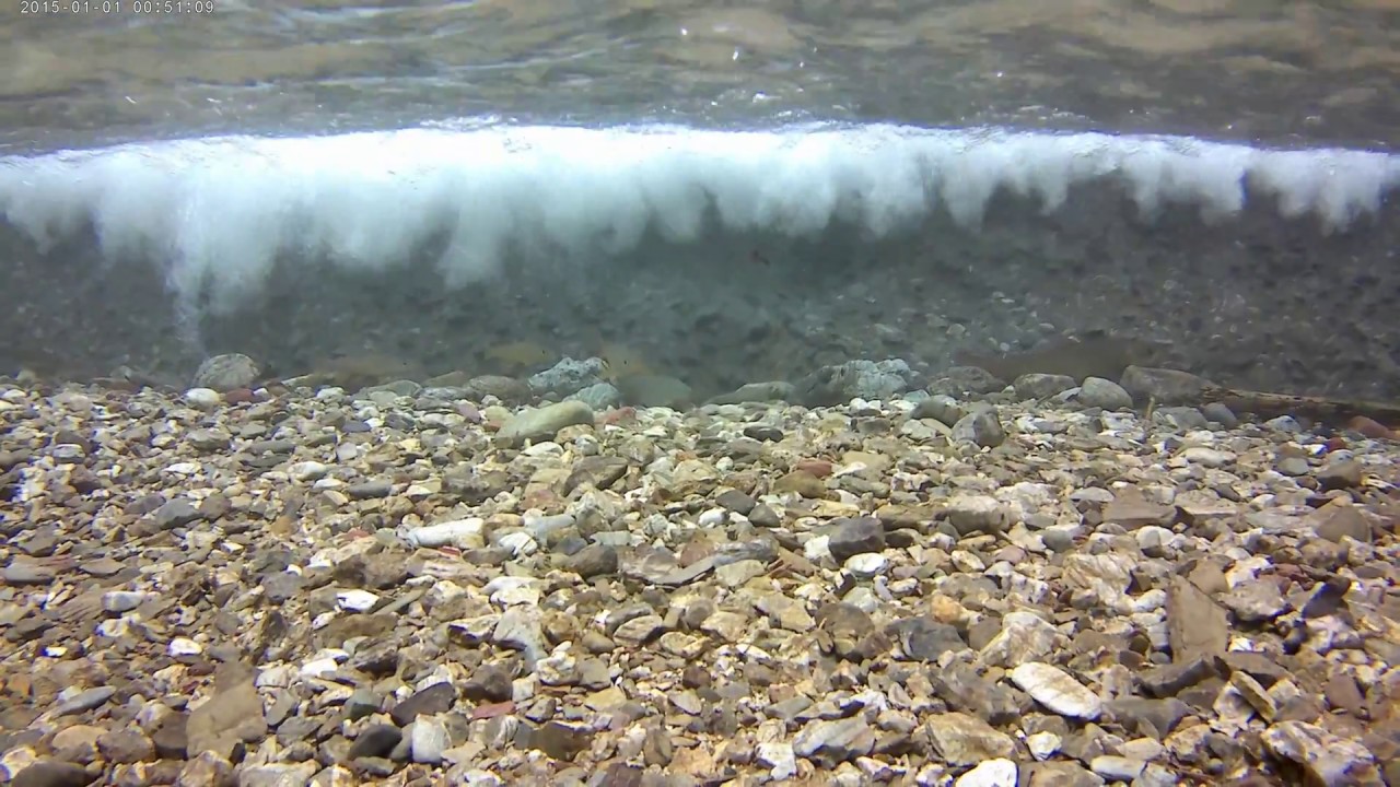 渓流水中魚動画 イワナの生態水中動画 山奥に生息する こんな山奥に Youtube