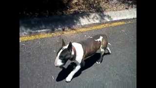 Bull Terrier Ingles