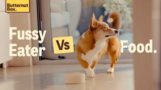 Au Secours, Mon Chiot Refuse De Manger  5 Conseils Dexpert Pour Les Chiens Difficiles Avec Le...
