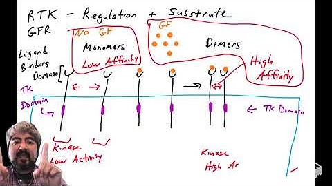 RTKs - regulation and activity