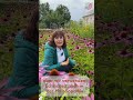 Echinacea - Aktivierung des Immunsystems und Wundheilung #wundheilung #echinacea #homöopathie