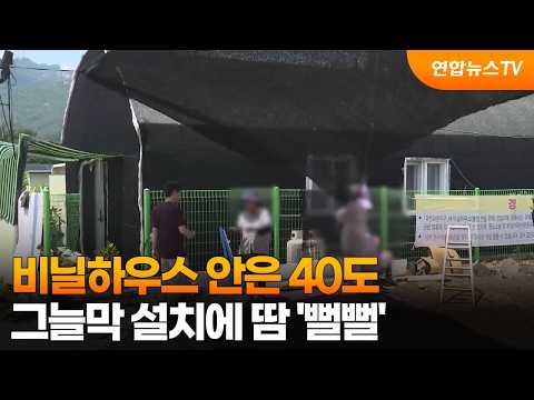 비닐하우스 안은 40도…그늘막 설치에 땀 '뻘뻘' / 연합뉴스TV (YonhapnewsTV)