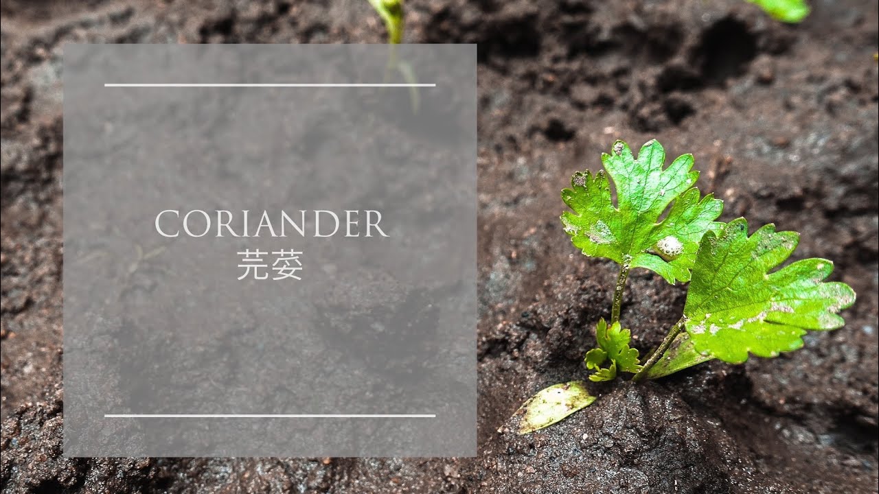 香菜 | 芫荽 | Herbs | Coriander | Cilantro | Chinese Parsley - YouTube