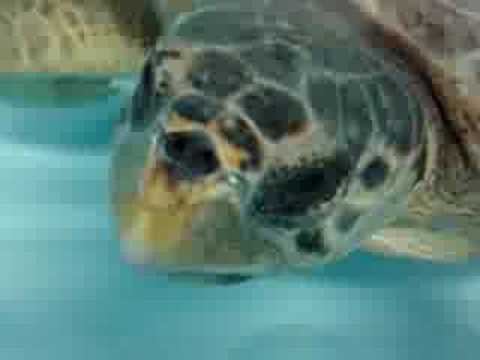 Tartaruga marina - Turtle - Caretta caretta