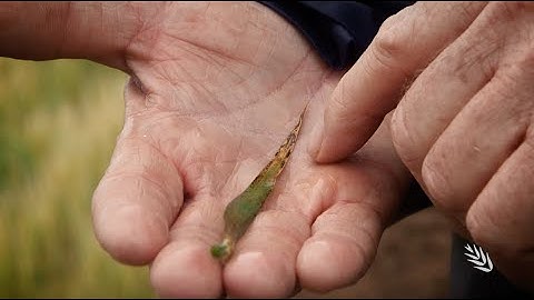 Calcareous soil issues - Rhizoctonia and Boron toxicity