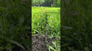 Sa vad cine ghicește ce este! Plantat în primăvara 2026! #Livada #Gradinarit #agricultura