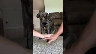 Dog Owners and Dog Stack Paws in Show of Solidarity