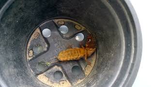 Mole cricket