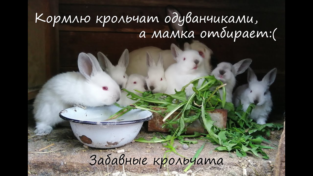 Можно кроликам давать одуванчики. Коврик для кормления кроликов. Можно л кроликам давать одуванчик.