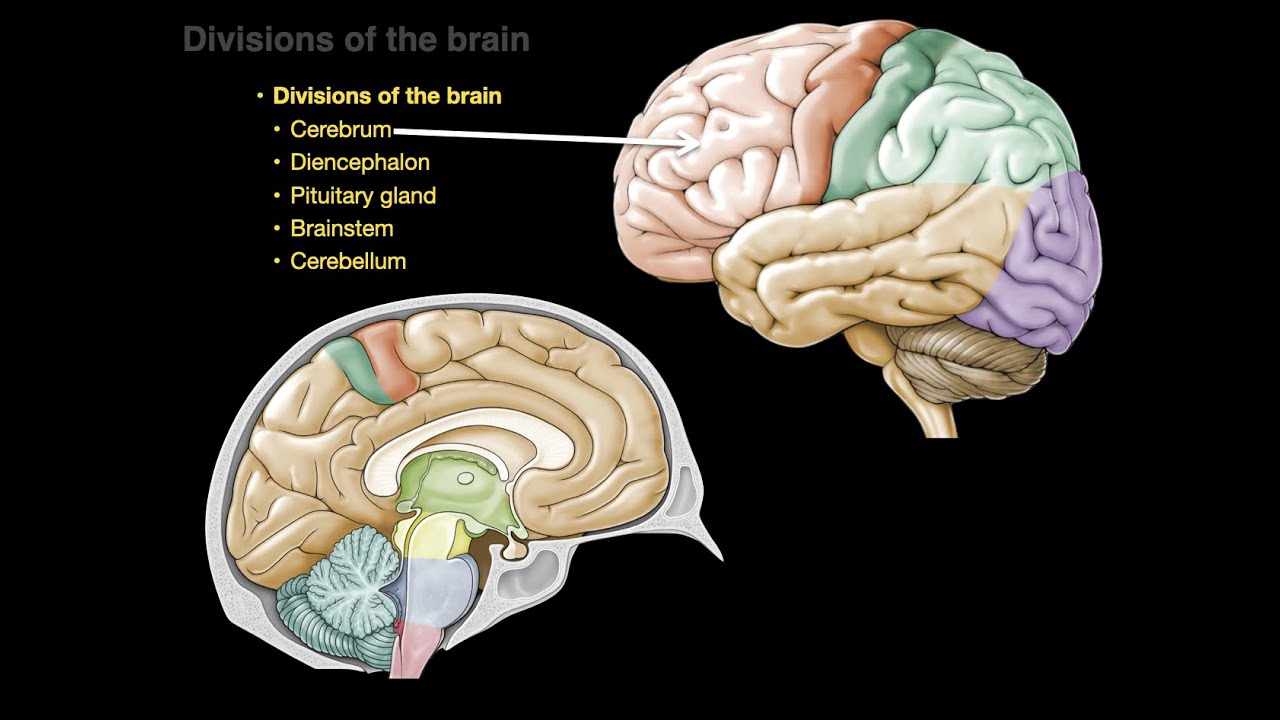 Brain mp3. The Telencephalon gives Rise to.