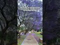 One of the best Jacaranda Bloom place in Sydney - Erskineville Oval