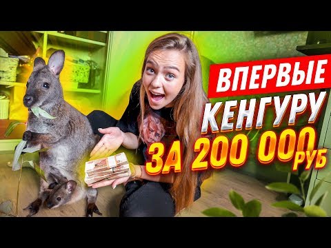 Видео: Как вы ухаживаете за маленьким кенгуру?